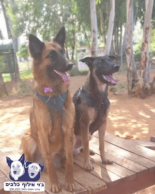 ג'וי אילוף כלבים