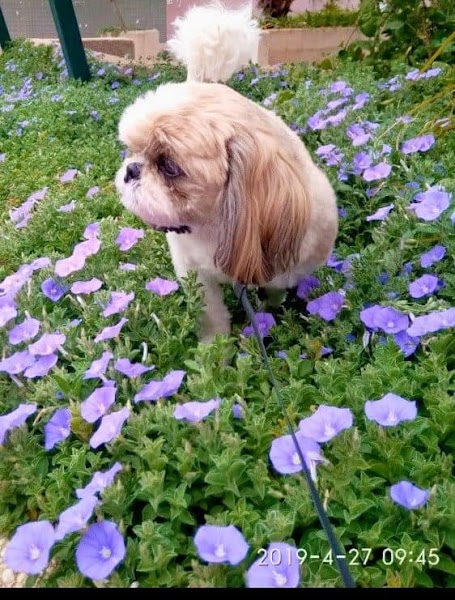 ליקה חיות | מספרה לכלבים וחתולים | פנסיון ביתי לכלבים קטנים ובינוניים