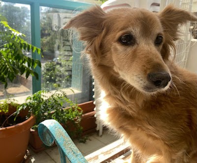 מרפאת אפי וגשל - וטרינר