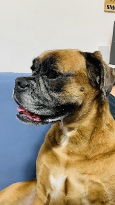 ד"ר גיא אוהב-שלום וטרינר